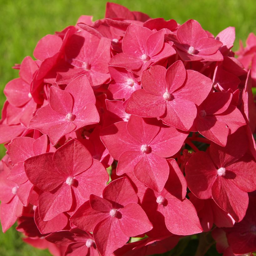 Hydrangea macrophylla Masja (Flowering)