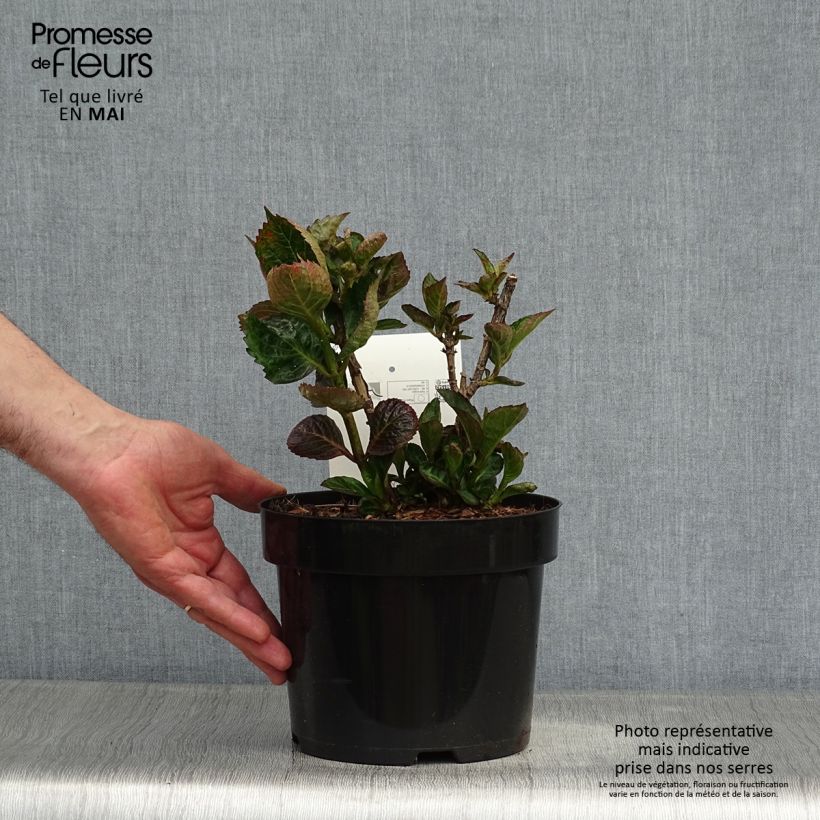 Hydrangea macrophylla Merveille Sanguine sample as delivered in spring