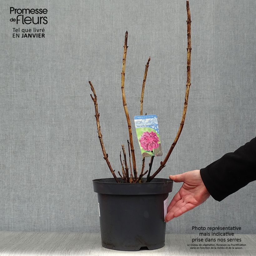 Hydrangea macrophylla Merveille Sanguine 7.5L/10L pot sample as delivered in winter