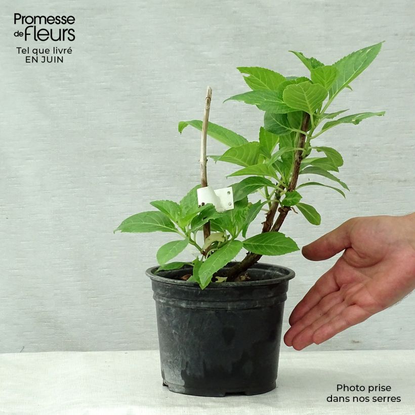 Hydrangea macrophylla Teller Messalina 2L/3L pot sample as delivered in summer