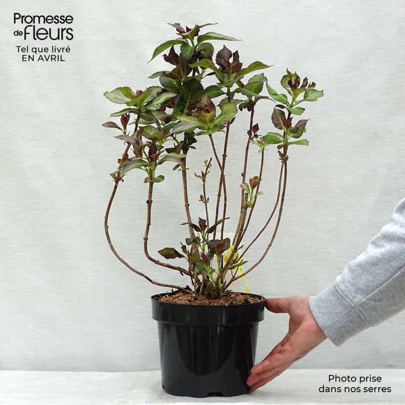 Hydrangea macrophylla Miraï sample as delivered in spring
