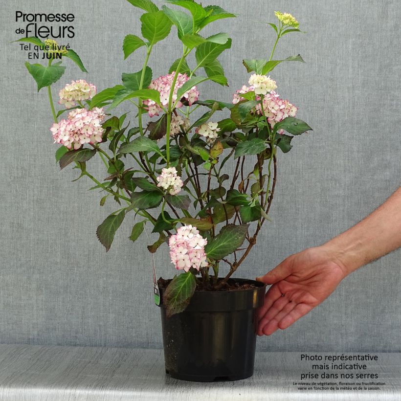 Hydrangea macrophylla Miraï 3L/4L pot sample as delivered in summer