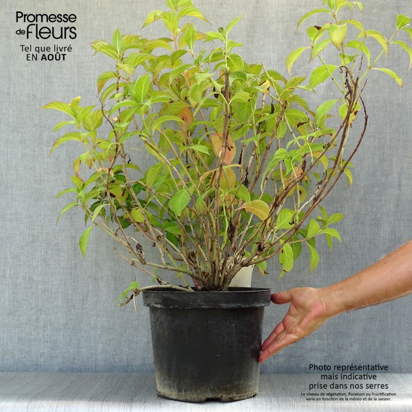 Hydrangea macrophylla Miraï 7.5L/10L pot sample as delivered in summer