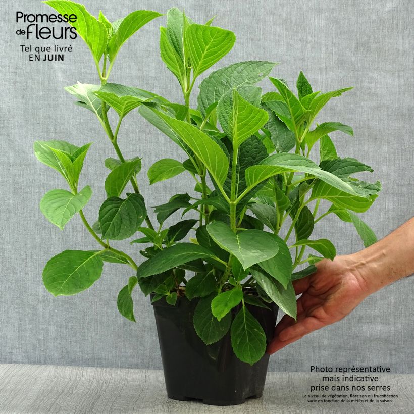 Hydrangea macrophylla Mousmée 2L/3L pot sample as delivered in summer