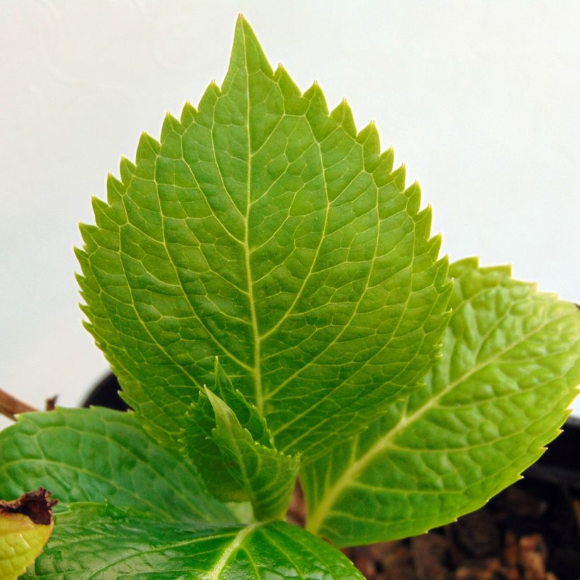 Hydrangea macrophylla Mousseline (Foliage)