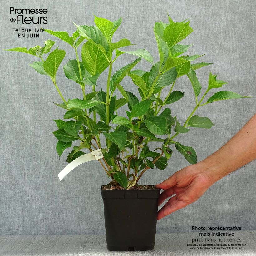 Hydrangea macrophylla Mousseline 2L/3L pot sample as delivered in summer