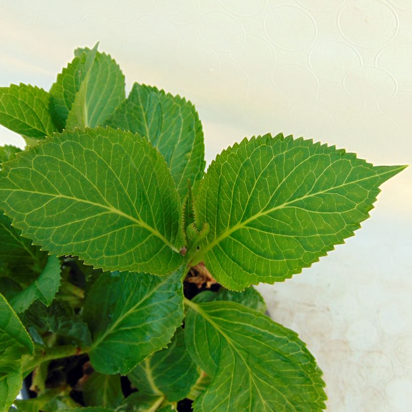 Hydrangea macrophylla Nachtigall (Foliage)