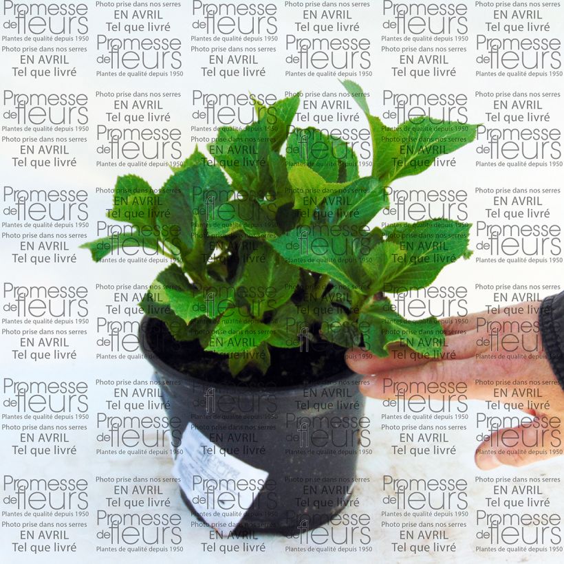 Example of Hydrangea macrophylla Nachtigall 2L/3L pot specimen as delivered