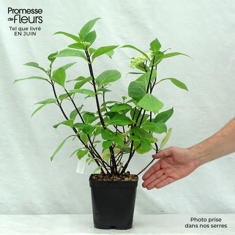 Hydrangea macrophylla Nigra 2L/3L pot sample as delivered in summer