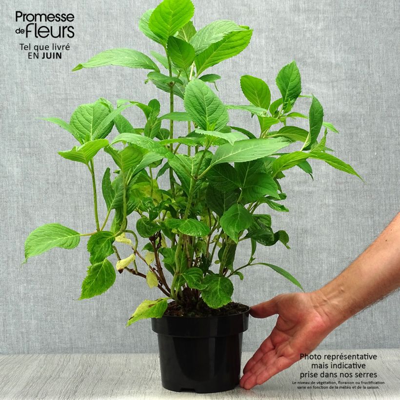 Hydrangea macrophylla Nikko Blue 2L/3L pot sample as delivered in summer