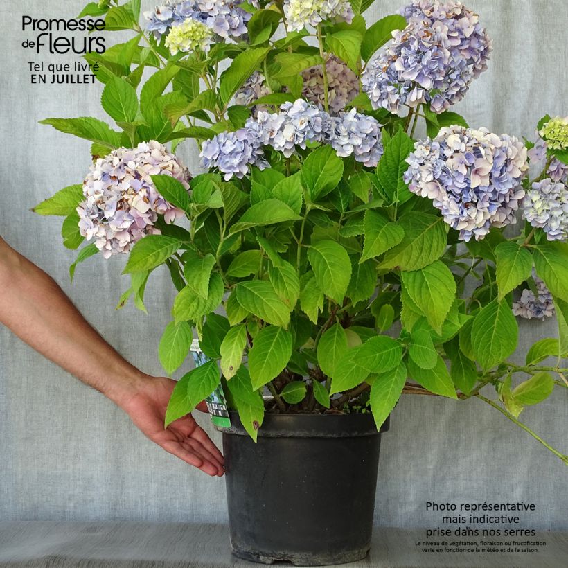 Hydrangea macrophylla Nikko Blue 7.5L/10L pot sample as delivered in summer