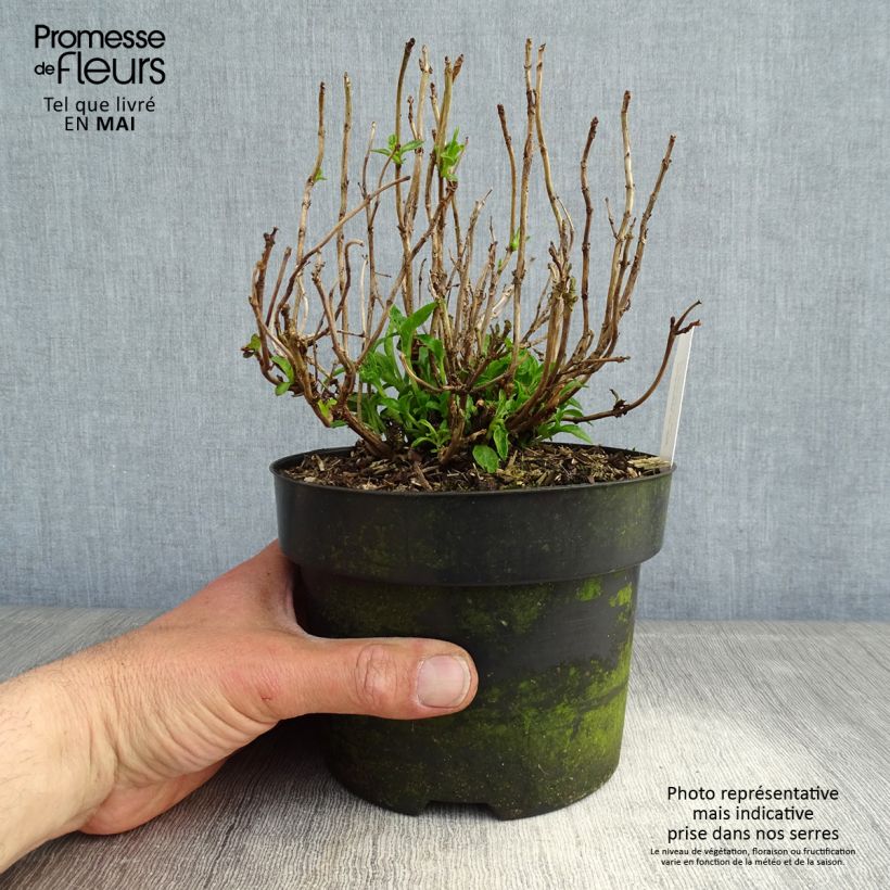 Hydrangea macrophylla Pia 2L/3L pot sample as delivered in spring