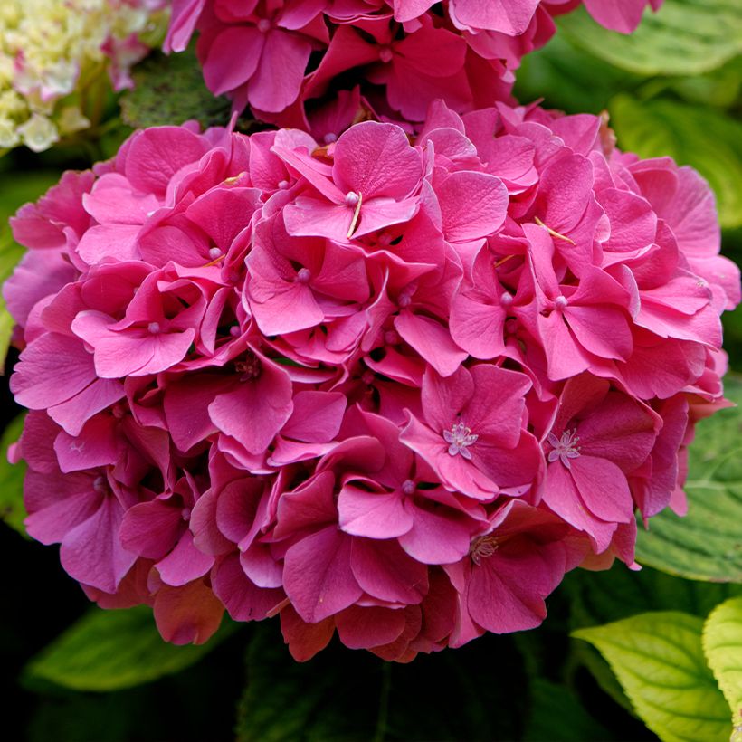 Hydrangea macrophylla Pink Pop (Flowering)