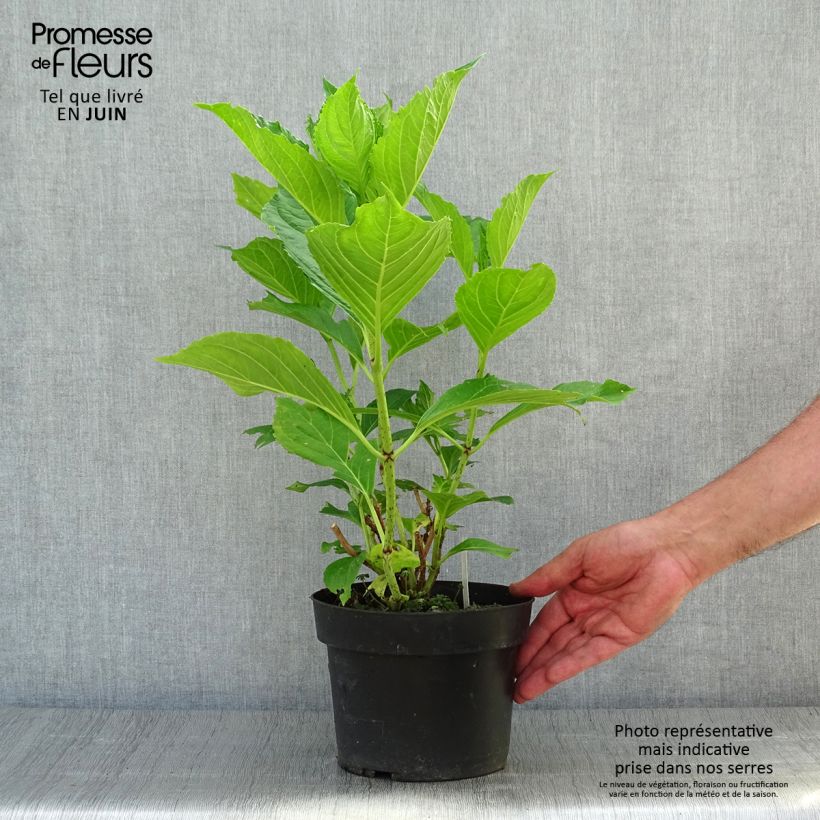 Hydrangea macrophylla Princess Diana 3L/4L pot sample as delivered in summer