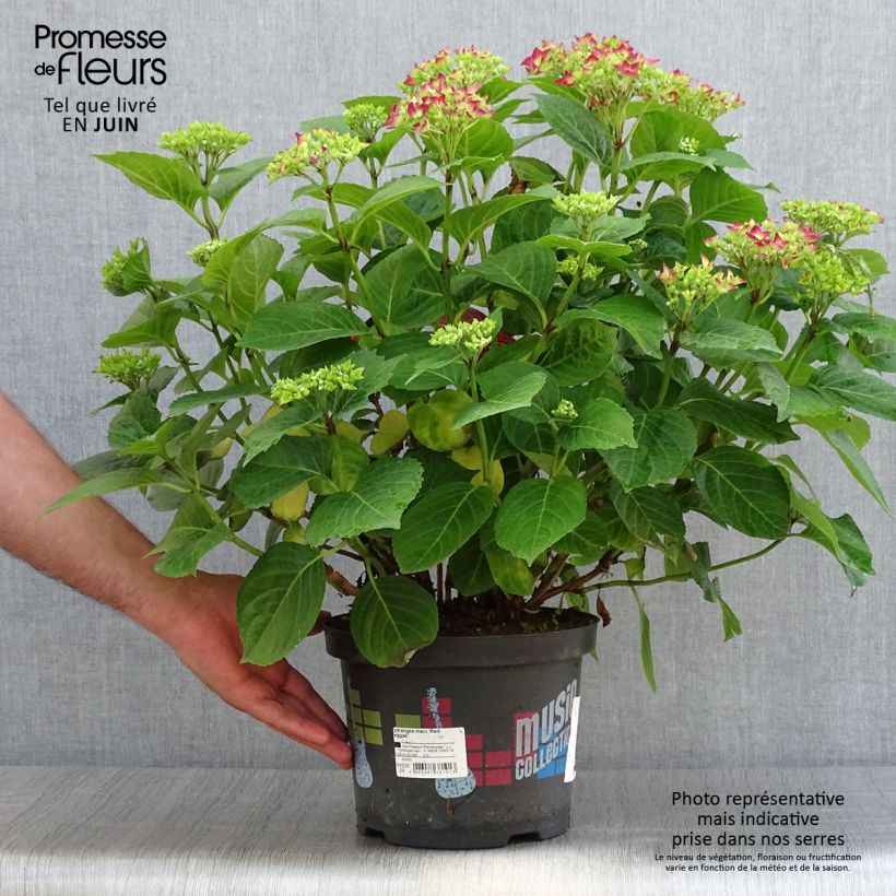 Hydrangea macrophylla Red Reggae 4L/5L pot sample as delivered in summer