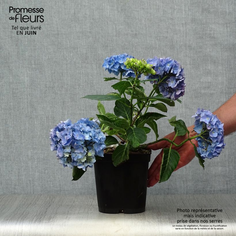Hydrangea macrophylla Renate Steiniger 2L/3L pot sample as delivered in summer