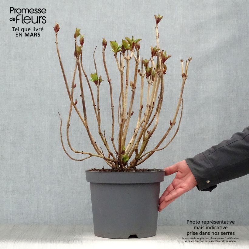 Hydrangea macrophylla Rosita sample as delivered in spring