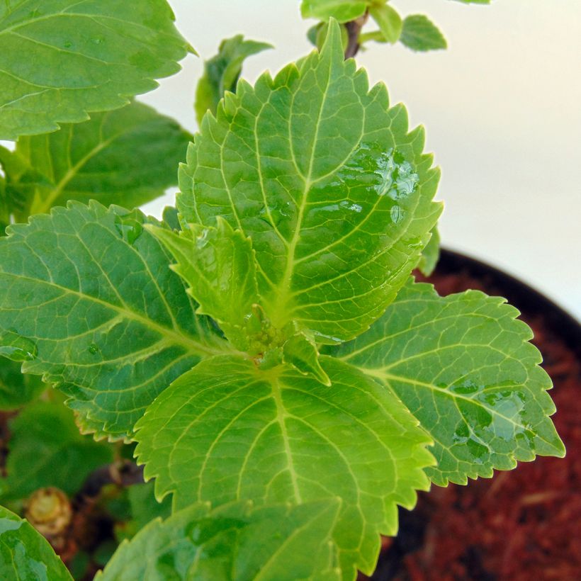 Hydrangea macrophylla Rosita (Foliage)