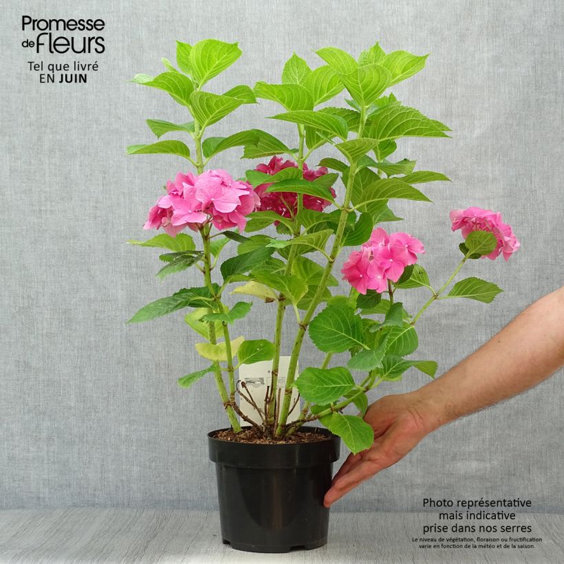 Hydrangea macrophylla Rosita 2L/3L pot sample as delivered in summer
