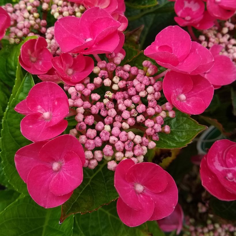 Hydrangea macrophylla Rotkehlchen (Flowering)