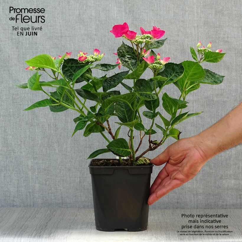 Hydrangea macrophylla Rotschwanz 2L/3L pot sample as delivered in summer