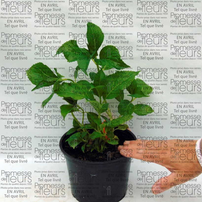 Example of Hydrangea macrophylla 'Shooting Star' 2L/3L pot specimen as delivered