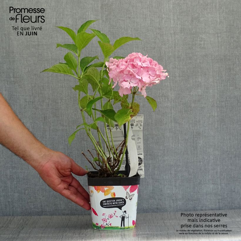 Hydrangea macrophylla So Long Sunny 2L/3L pot sample as delivered in summer