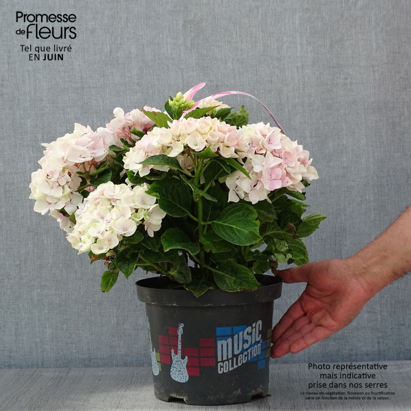 Hydrangea macrophylla Soft Pink Salsa sample as delivered in spring