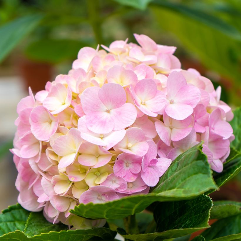 Hydrangea macrophylla Soft Pink Salsa (Flowering)