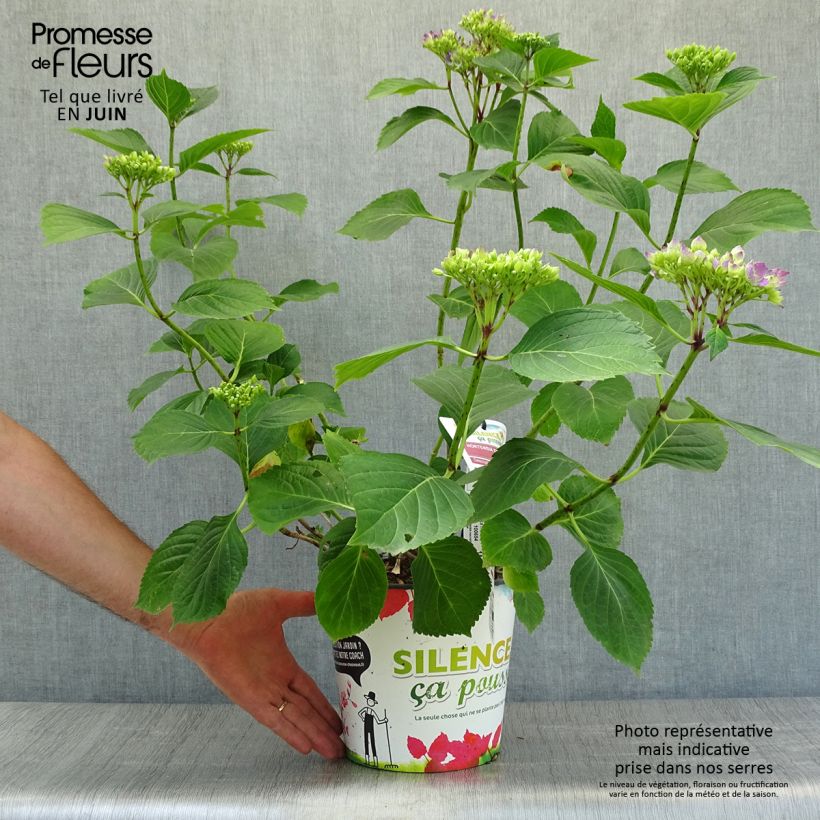 Hydrangea macrophylla Star Gazer Blue 4L/5L pot sample as delivered in summer
