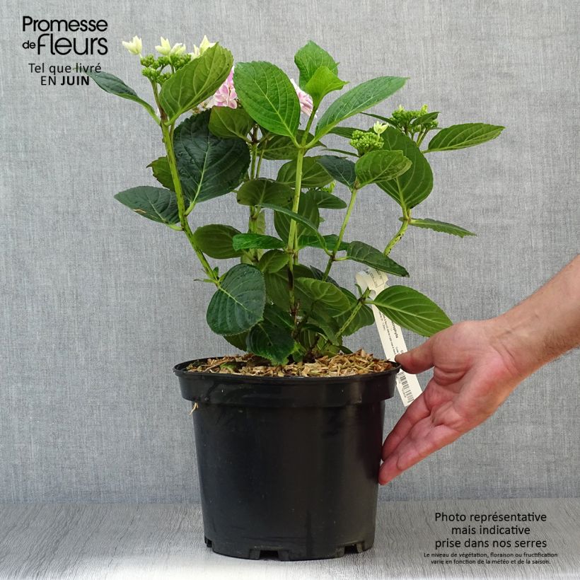 Hydrangea macrophylla Star Gazer 4L/5L pot sample as delivered in summer