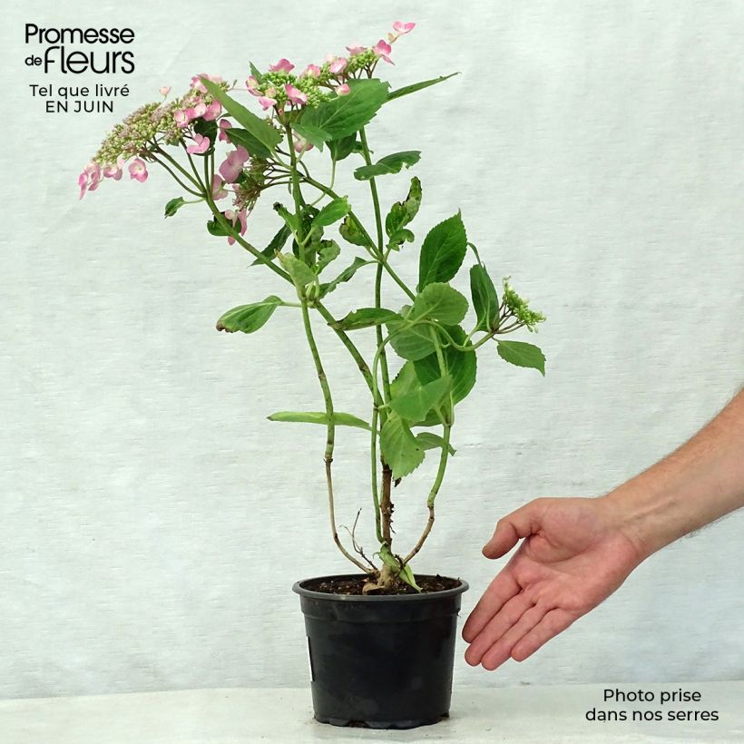 Hydrangea macrophylla Teller Pink 2L/3L pot sample as delivered in summer