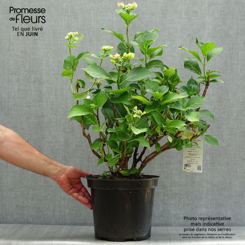 Hydrangea macrophylla Teller Pink 7.5L/10L pot sample as delivered in summer