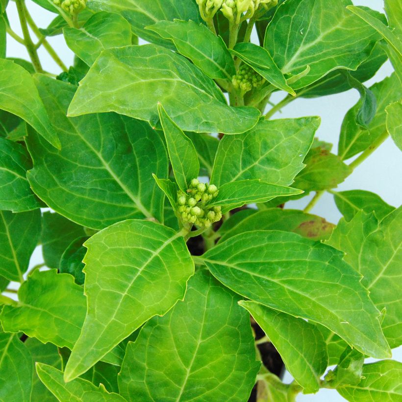 Hydrangea macrophylla Tovelit (Foliage)