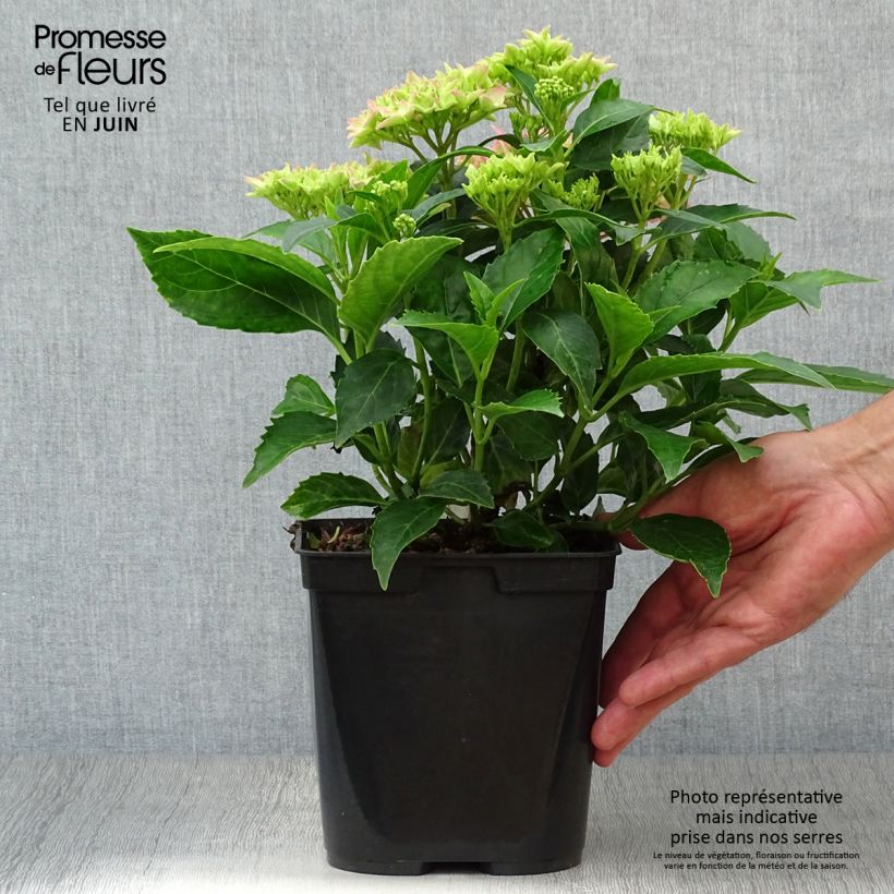 Hydrangea macrophylla Tovelit 2L/3L pot sample as delivered in summer