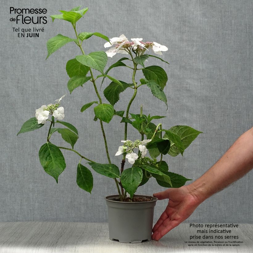 Hydrangea macrophylla Veitchii 2L/3L pot sample as delivered in summer