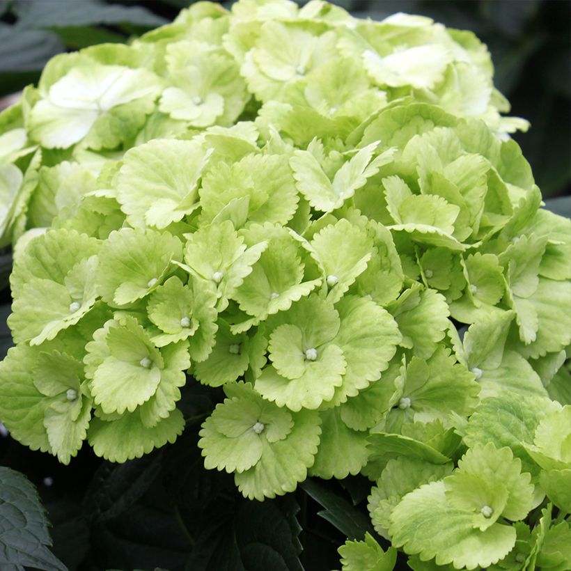 Hydrangea macrophylla Verdi (Flowering)