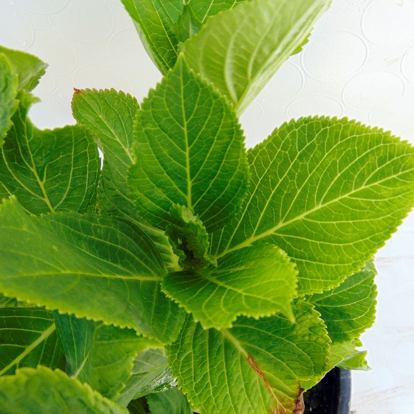 Hydrangea macrophylla Wedding Gown (Foliage)