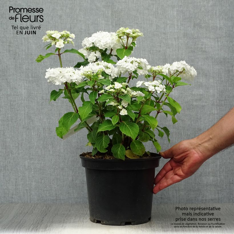 Hydrangea macrophylla Wedding Gown 4L/5L pot sample as delivered in summer