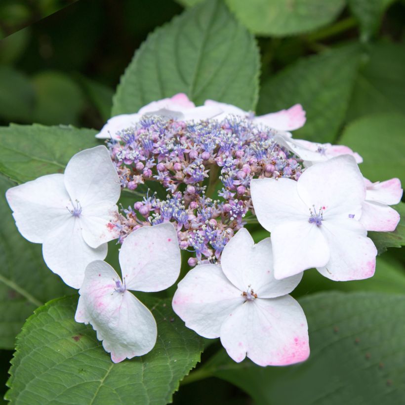 Hydrangea macrophylla White Wave (Flowering)