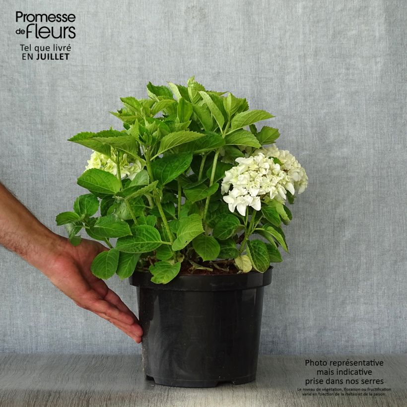 Hydrangea macrophylla Wudu sample as delivered in summer
