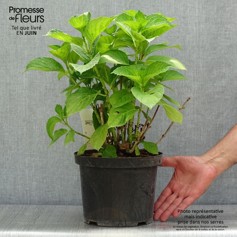 Hydrangea macrophylla Xian 4L/5L pot sample as delivered in summer