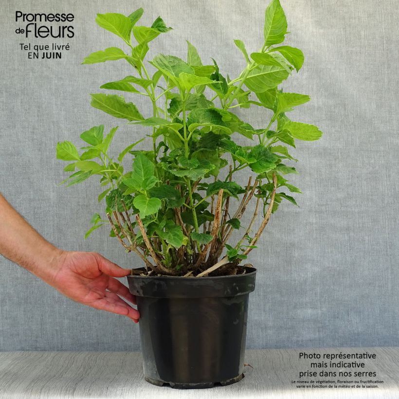 Hydrangea macrophylla Xian 7.5L/10L pot sample as delivered in summer