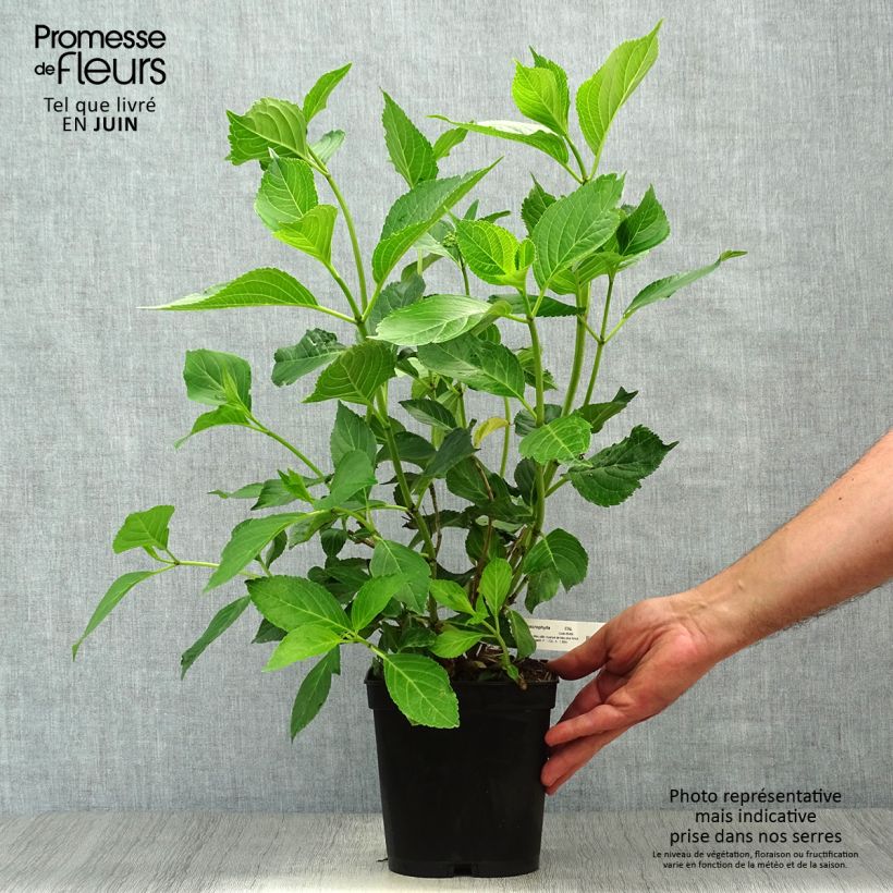Hydrangea macrophylla Yamato 2L/3L pot sample as delivered in summer