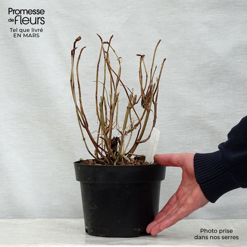 Hydrangea macrophylla Forever 2L/3L pot sample as delivered in spring