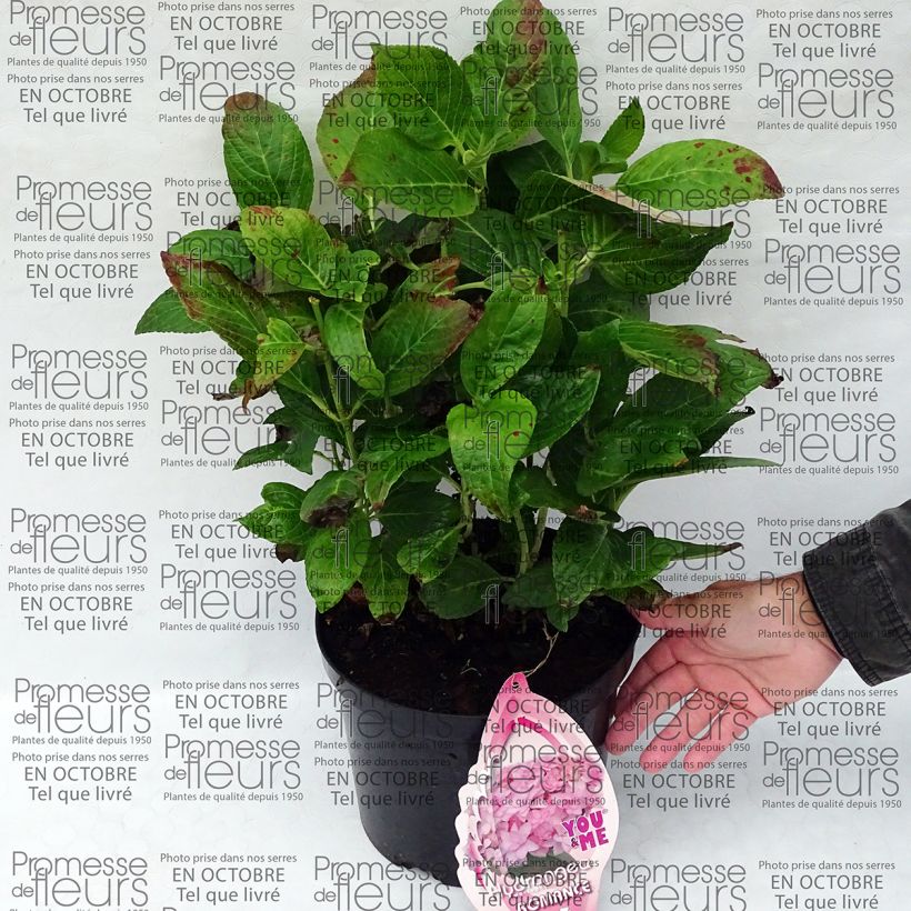 Example of Hydrangea macrophylla You and Me Romance 4L/5L pot specimen as delivered