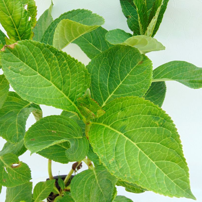 Hydrangea macrophylla Tea Time Together (Foliage)