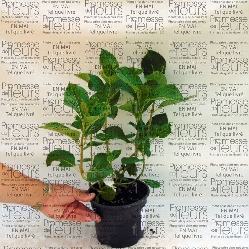 Example of Hydrangea macrophylla Tea Time Together 2L/3L pot specimen as delivered