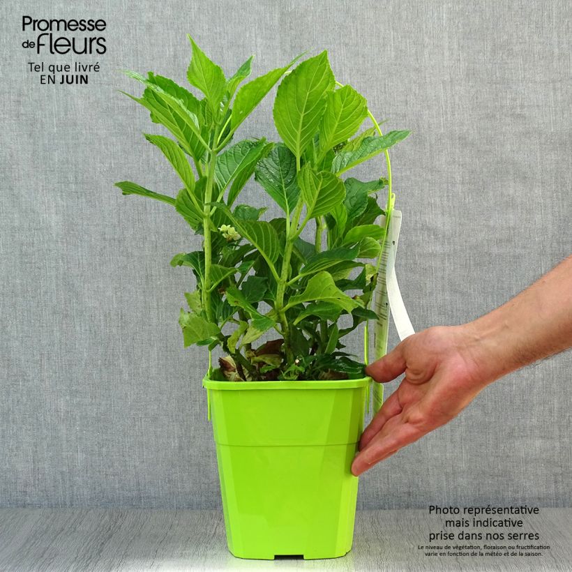 Hydrangea macrophylla You and Me Together 3L/4L pot sample as delivered in summer