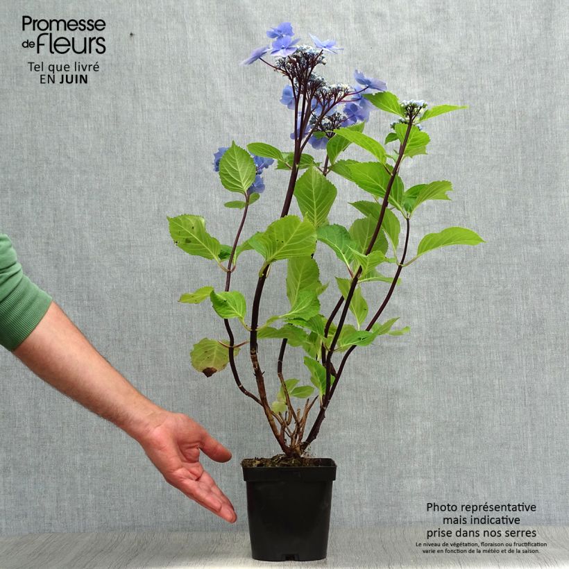 Hydrangea macrophylla Zorro bleu 2L/3L pot sample as delivered in summer
